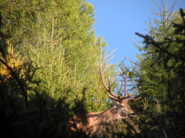 Strategie riproduttive del cervo (Cervus elaphus)